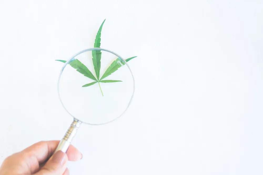 A hand holding a magnifying glass over a green cannabis leaf on a white background